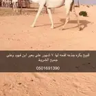 للبيع بكره وضحا جذعه لقحه لها7شهور وعلى جميع الشروط
