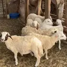 الدرب