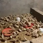 صوص بلدي العمر 13 يوم