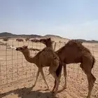 بكره وقعود ضيار(( تم البيع ))