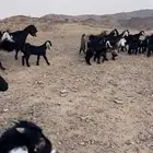 معزا عوارض
