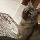 قطط
