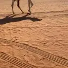 قعود يلقي ابوه الامير ولد الحاكم