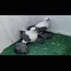 ثلاث طبات سوالو top