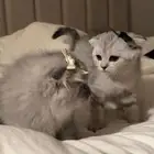 قطه للبيع
