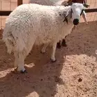 نعيم خرفان فل شحم