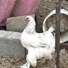 دجاجه براهما