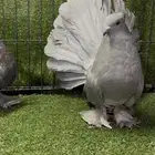 طب رقاص أمريكي لافندر