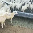 رفيد للبيع