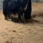 تم البيع