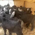 تيوس شحم