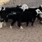 نجد