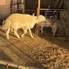 فحل حري ثني شرط