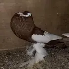 نفاخيات