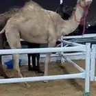 البيع رحول طوع بالخطام ومعشر 3شهور سنها لقيه