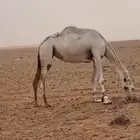 لقحة وضحا
