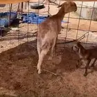 شاه سواكن متبع برخل