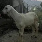 خروف للبيع