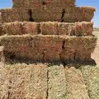 السلام عليكم يوجد ذره جيزانيه للبيع