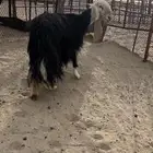شاه كفو مقنى