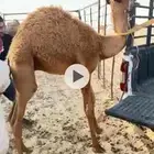 للبيع قعدان فل شحم طايشه في رماح