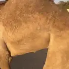 قعدان للبيع