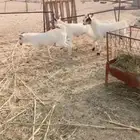 تيوس يمنيه مرابي