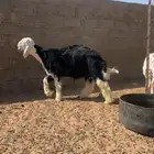 للبيع خروف نجدي جذع