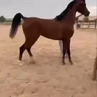 حصان فحل مربط