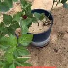توت البلاك بيري