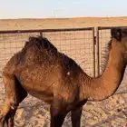 حوار عمره خمس شهور