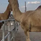 للبيع بعيرر حمر والثاني اشقح