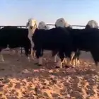 خرفان نجد جذعان شحم شرط