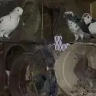 حمام مشكل للبيع العدد. فوق 30 الموقع تلعت نزا