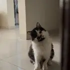 مطلوب انثى للتزاوج