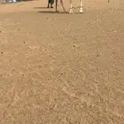قعود نادر جدا