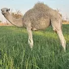 للبيع قعود ع الحليب