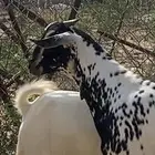 تيس امرخ مشروع فحل