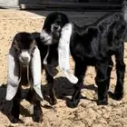 دواغير عوارض