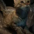 قطه ضايعه للتبني