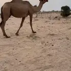 ناقه شعلا حدرها بكره كفو
