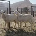 خرفان حريات مغلقات شحم