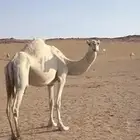 ناقه ظروبه