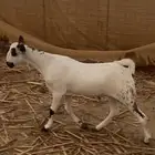مشروع فحل