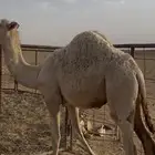 قعدان حليب