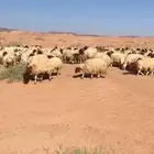 غنم نعيم طيبه اشباب مضاريع
