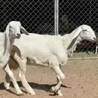 رخال صنف تم البيع