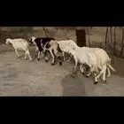 ضان بالفحل للبيع.. تم البيع