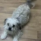 للبيع شواو قزم ولعوب