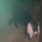 جفره